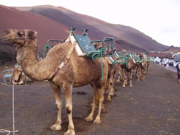 Foto de Camellos en Lanzarote - Viajero y Jetlager AMALLITA