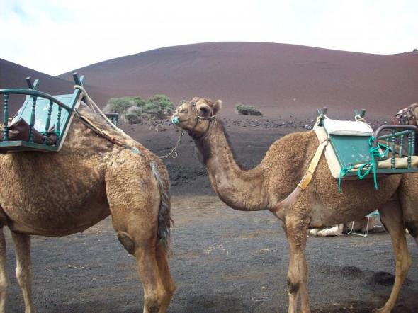 Foto de Camellos en Lanzarote - Viajero y Jetlager AMALLITA