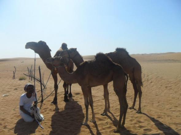 Foto de Visita de 1 da al desierto de Wahiba Sands - Viajero y Jetlager Kalea Eginko
