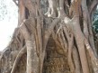 Foto 195 viaje Siem Reap y templos de Angkor
