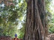 Foto 199 viaje Siem Reap y templos de Angkor
