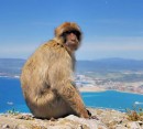Foto 4 de Gibraltar