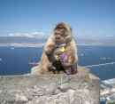 Foto 6 de Gibraltar