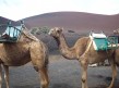 Foto 7 viaje Camellos en Lanzarote