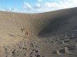 Foto 5 viaje Las dunas de Maspalomas