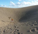 Foto 5 de Las dunas de Maspalomas