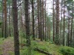 Foto 12 viaje en los bosques de Belarus