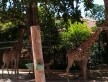 Foto 1 viaje Zoo de Lisboa - Jetlager Ana Paula
