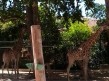 Foto 20 viaje Zoo de Lisboa