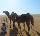 Foto 2 de Visita de 1 da al desierto de Wahiba Sands
