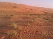 Foto 7 viaje Visita de 1 da al desierto de Wahiba Sands