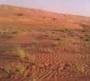 Foto 7 de Visita de 1 da al desierto de Wahiba Sands